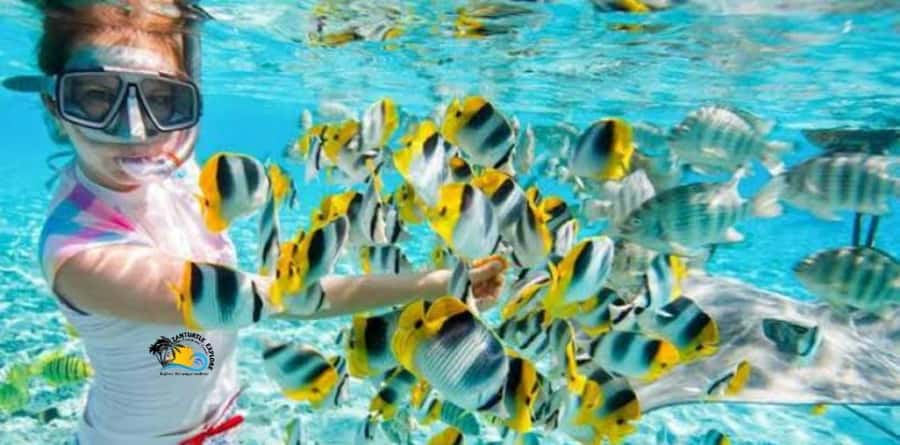 From Kendwa/Nungwi: Mnemba Dolphins with Snorkel Tour - Booking details worth knowing