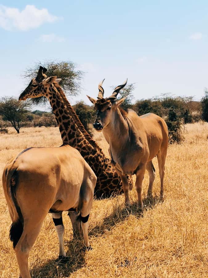 From Moshi or Arusha: Serval Wildlife Sanctuary Trip - What the one-hour visit feels like