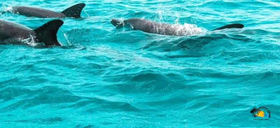 From Nungwi/Kendwa: Mnemba Atoll Starfishes & Dolphins Tour - What the $54 tour actually includes