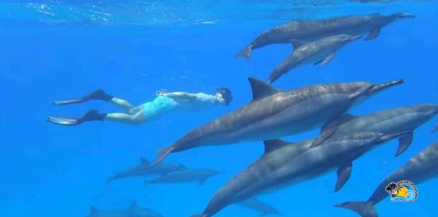 From Nungwi/Kendwa: Mnemba Atoll Starfishes & Dolphins Tour - Snorkeling around Mnemba Island