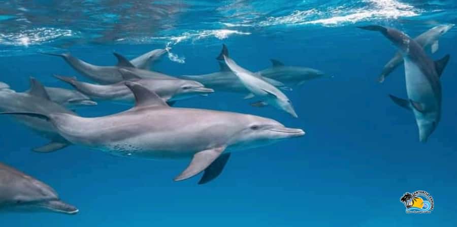 From Nungwi/Kendwa: Mnemba Atoll Starfishes & Dolphins Tour - Guide languages and communication