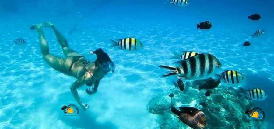 From Nungwi: Mnemba Island Dolphin Watching and Snorkeling - Key points to know before you book