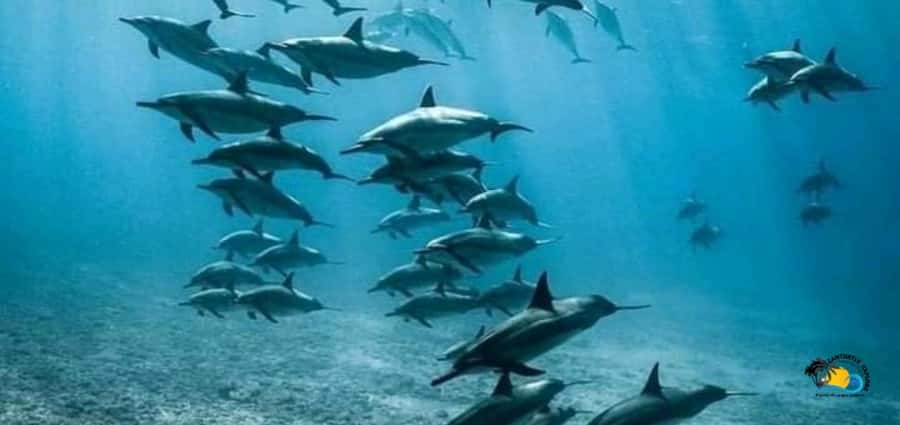 From Nungwi: Mnemba Island Dolphin Watching and Snorkeling - The boat ride to Mnemba takes about 30 minutes