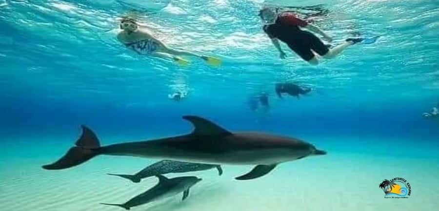 From Nungwi: Mnemba Island Dolphin Watching and Snorkeling - Pickup from Nungwi can be easy, but confirm it