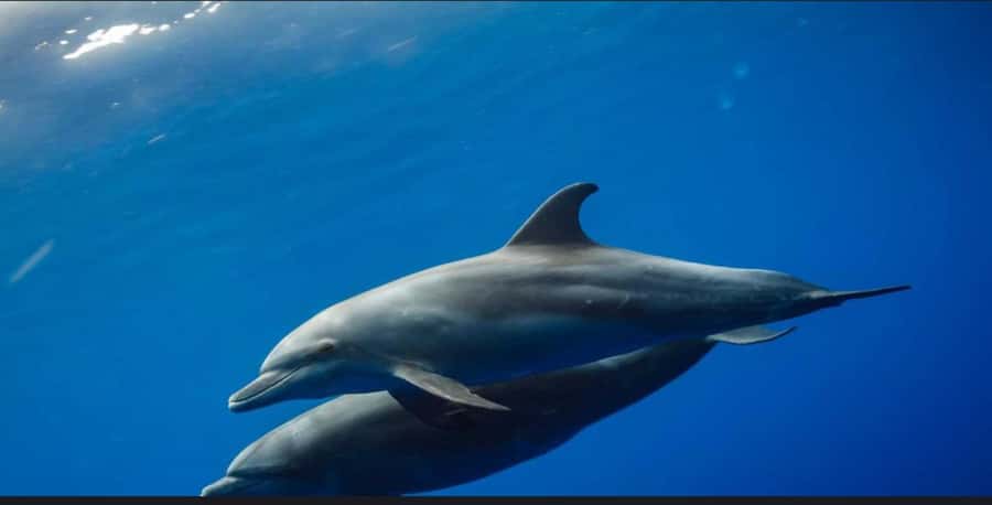 FROM NUNGWI; MNEMBA SNORKELING AND DOLPHIN TOUR - Key points before you book