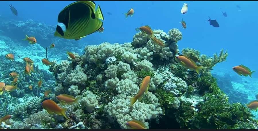 FROM NUNGWI; MNEMBA SNORKELING AND DOLPHIN TOUR - The sandbank stop and fresh fruit