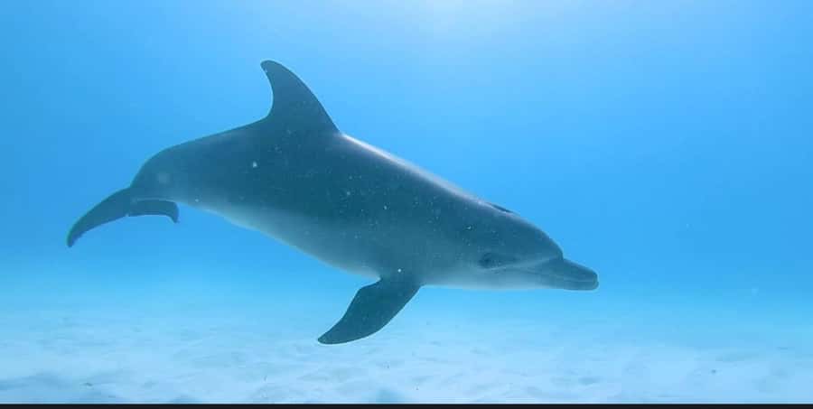 FROM NUNGWI; MNEMBA SNORKELING AND DOLPHIN TOUR - Languages, pickup, and cancellation