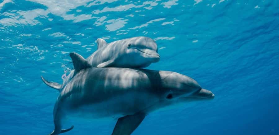 FROM NUNGWI; MNEMBA SNORKELING AND DOLPHIN TOUR - Leaving Nungwi on the dhow