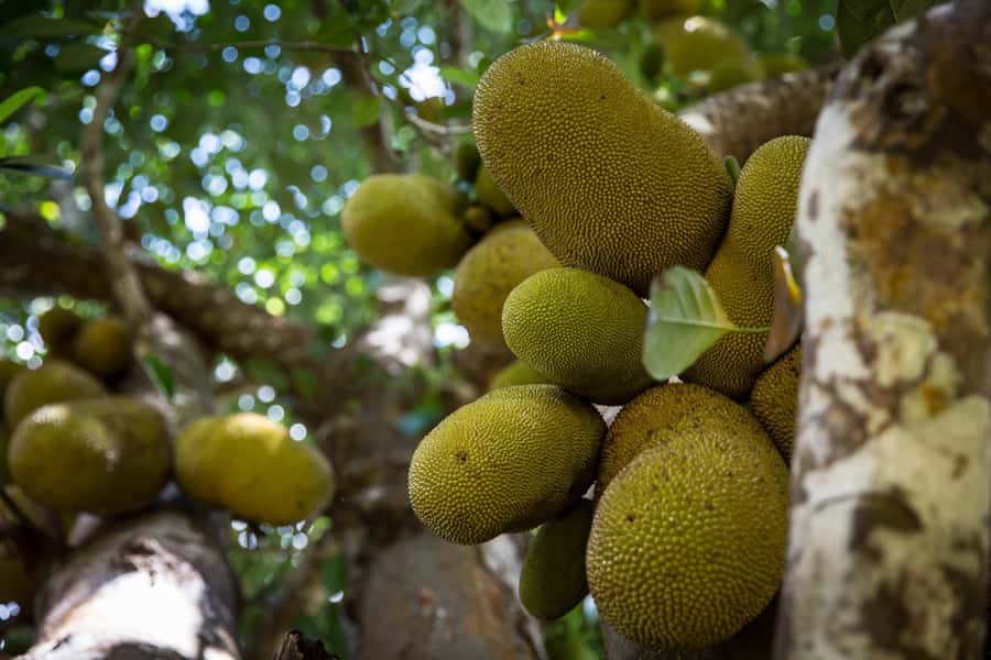 From Stone Town: Spice Tour of Zanzibar - Key things to know before you book