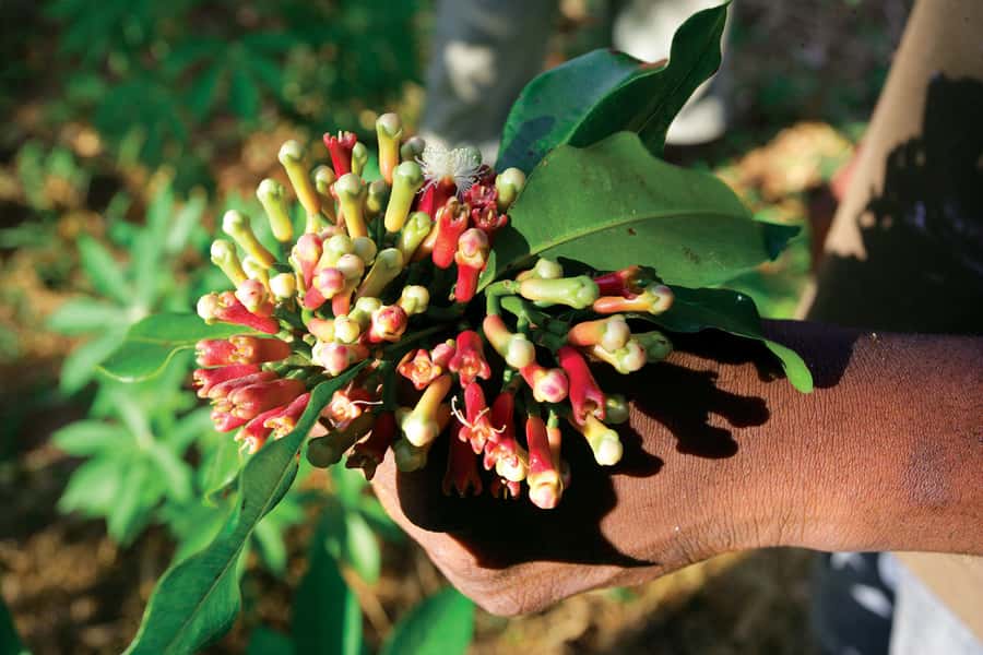 From Stone Town: Spice Tour of Zanzibar - Why Zanzibar became known for spices