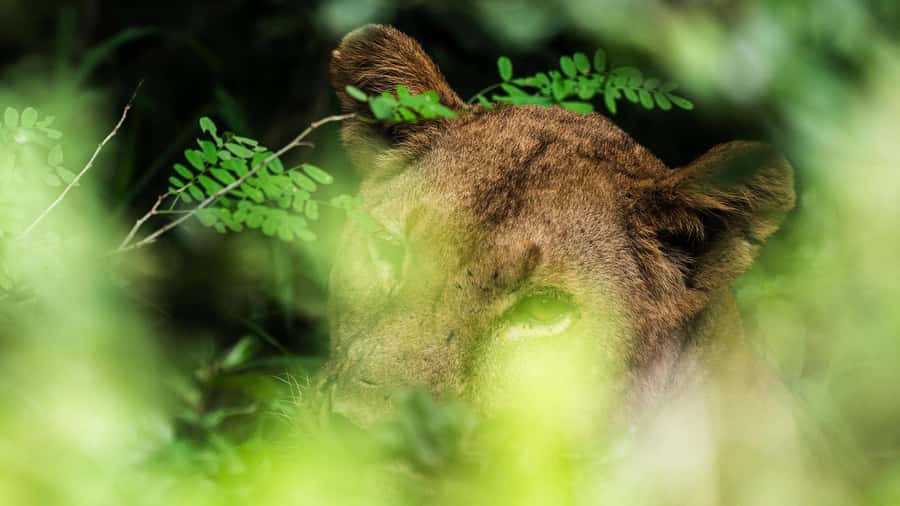From Zanzibar: 3-Day Selous Safari Trip with Flights - Key points before you book