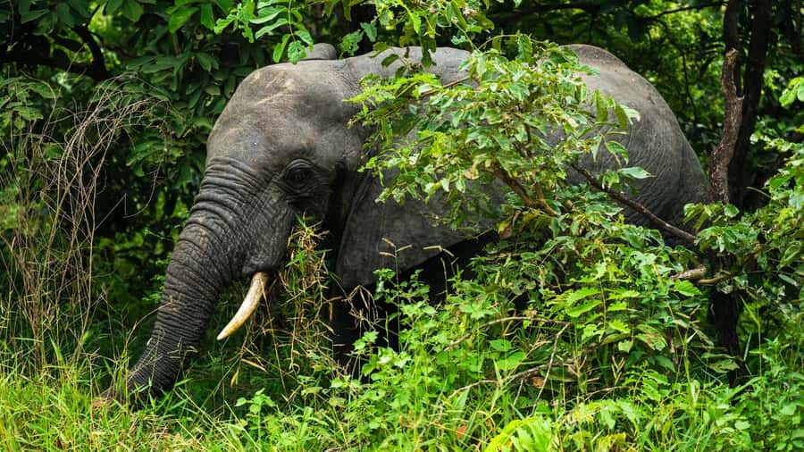 From Zanzibar: 3-Day Selous Safari Trip with Flights - Africa Safari Selous: a comfortable base near the reserve