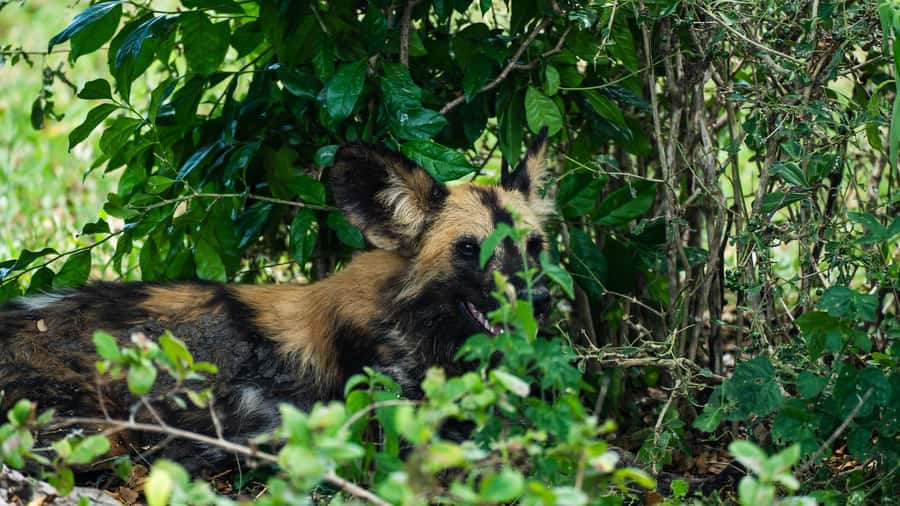 From Zanzibar: 3-Day Selous Safari Trip with Flights - Is $1,550 good value?