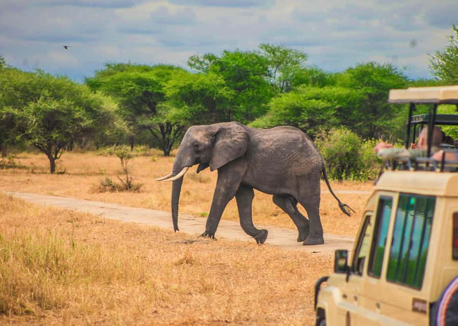 From Zanzibar: Day Safari to Selous Game Reserve with flight - The essential details at a glance
