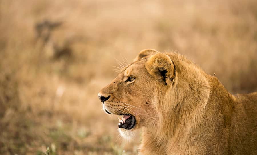 From Zanzibar: Day Safari to Selous Game Reserve with flight - Why this Zanzibar safari makes sense