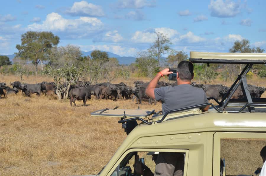 From Zanzibar: Day Safari to Selous Game Reserve with flight - The game drive and what you might see