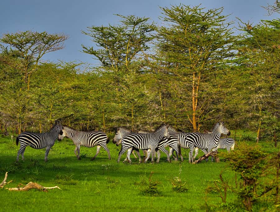 From Zanzibar: Day Safari to Selous Game Reserve with flight - Is $480 a fair price?
