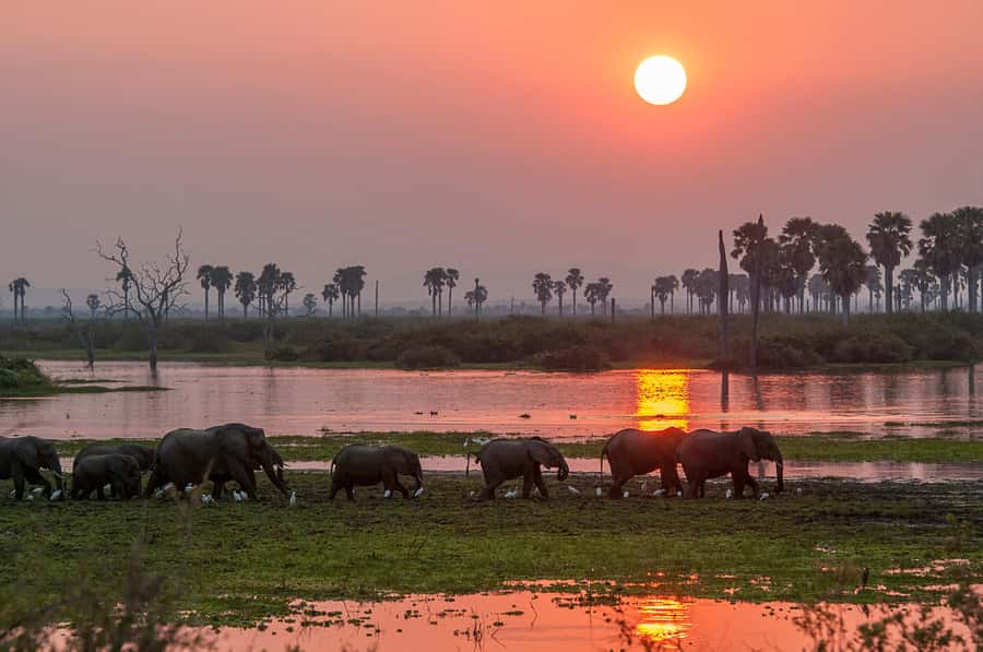From Zanzibar: Day Safari to Selous Game Reserve with flight - Languages, group size, and flexibility