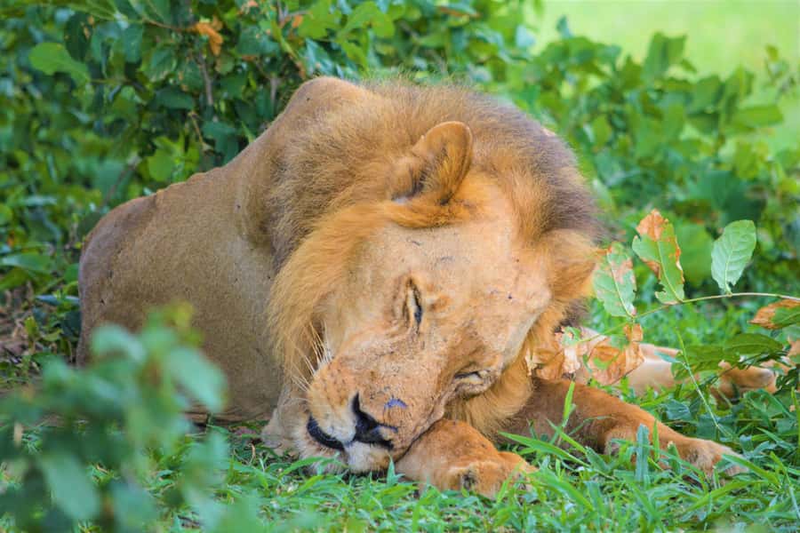 From Zanzibar: Day Selous Game Reserve Safari with Flights - Key points to know before you book
