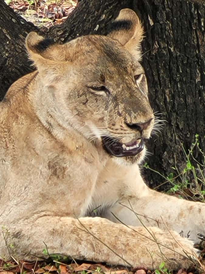 From Zanzibar: Day Selous Game Reserve Safari with Flights - Entering the park by safari Jeep