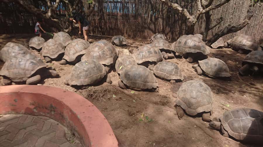 From Zanzibar: Half-Day Prison Island Tour - Key points at a glance
