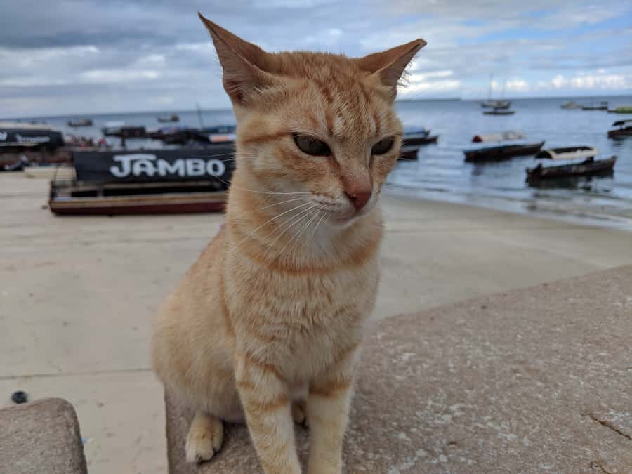 From Zanzibar: Half-Day Prison Island Tour - The guide matters more than usual