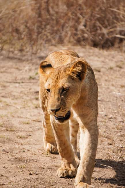 From Zanzibar: Mikumi Day Safari without hotel pickup - Key points to know before booking