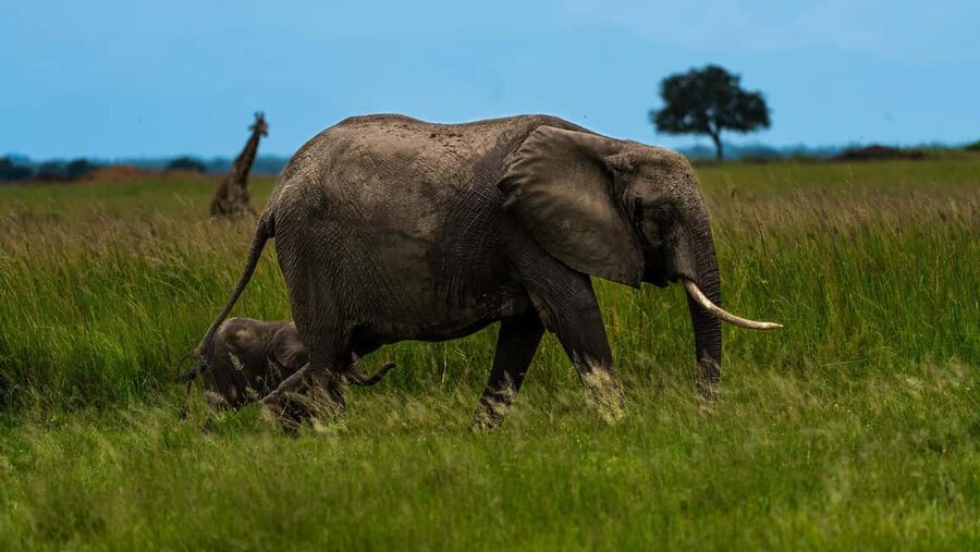 From Zanzibar: Mikumi Day Safari without hotel pickup - A shared game drive through Mikumi