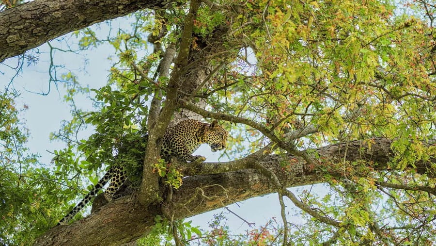 From Zanzibar: Mikumi Day Safari without hotel pickup - The afternoon return to the airstrip