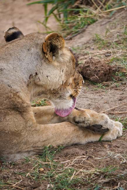 From Zanzibar: Mikumi Day Safari without hotel pickup - A practical packing and planning list