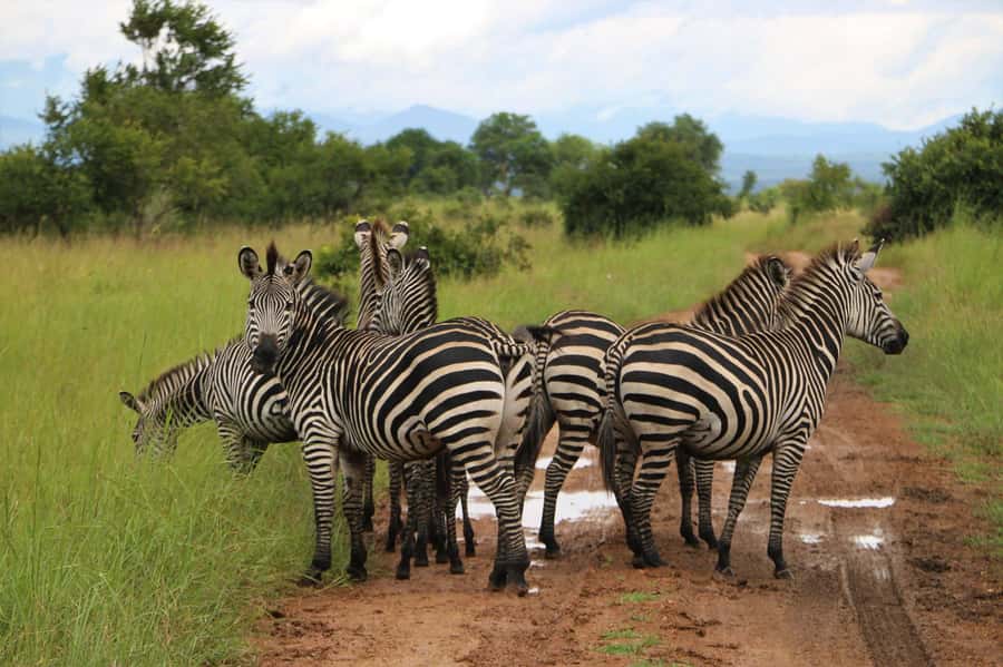 From Zanzibar: Mikumi Day Trip Safari By Flight. - Afternoon sightings and the return to Zanzibar
