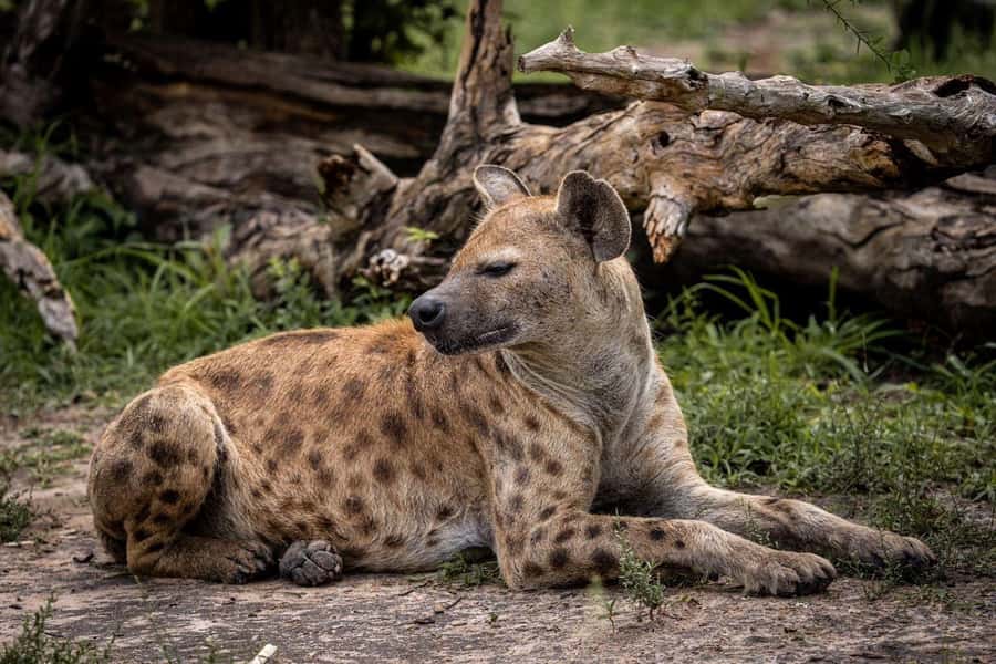From Zanzibar: Mikumi Day Trip Safari By Flight. - What the $560 price really includes