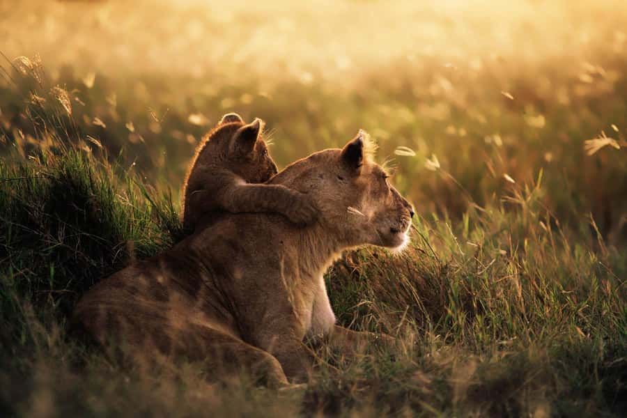 From Zanzibar: Mikumi Day Trip Safari By Flight. - Private groups and guide languages