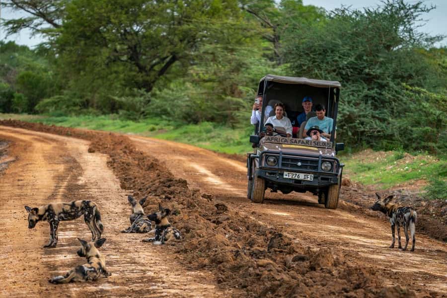 From Zanzibar: Mikumi Day Trip Safari By Flight. - The early pickup from Paje, Stone Town, Kiwengwa, or Nungwi
