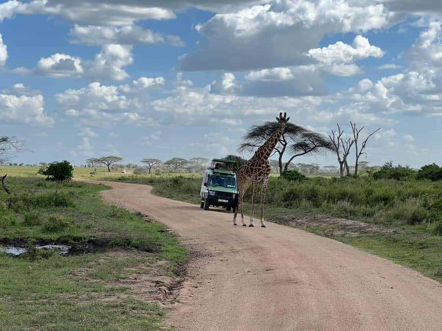 From Zanzibar: Mikumi National Park Guided Safari - Key points to know before booking