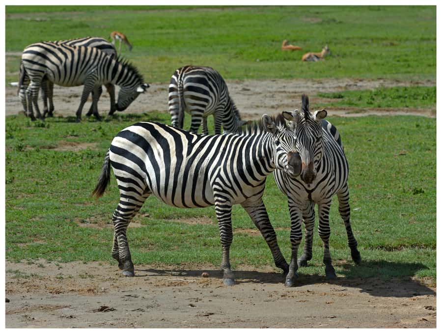 From Zanzibar: Mikumi National Park Guided Safari - Why Mikumi works for a Zanzibar day trip
