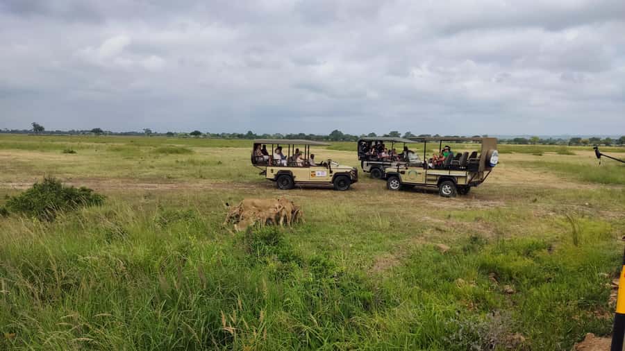 From Zanzibar: Mikumi National Park Guided Safari - Practical advice for getting more from the day