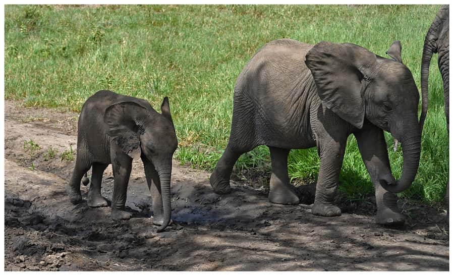 From Zanzibar: Mikumi National Park Guided Safari - The early hotel pickup and Zanzibar airport transfer