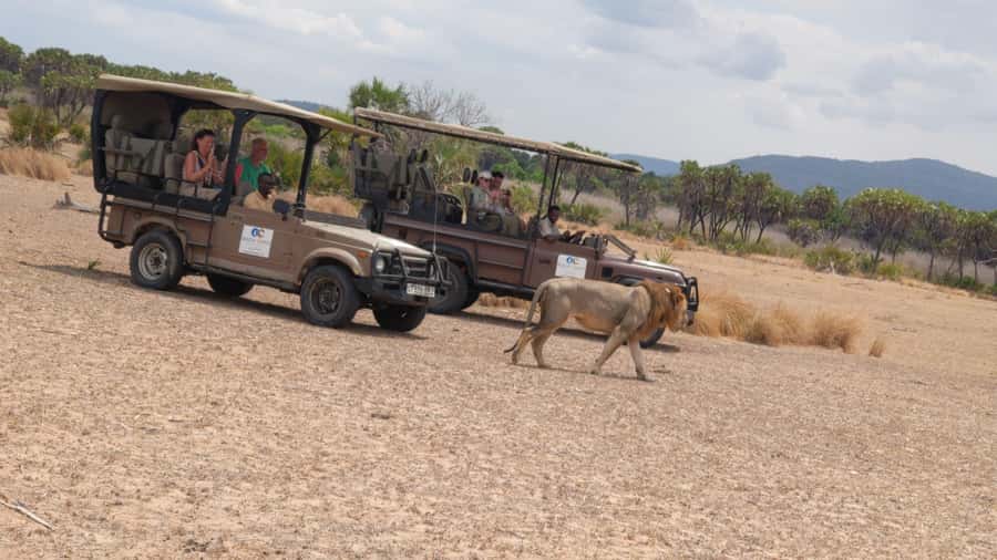 From Zanzibar: Mikumi Safari Day Trip with Flights and Meal - Who should book this experience?