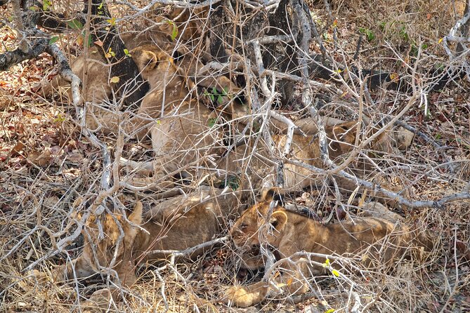 From Zanzibar: Mikumi Safari Day Trip with Flights and Meal - Why Mikumi works as a Zanzibar day trip