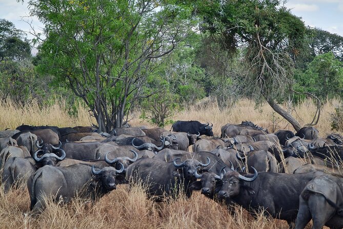 From Zanzibar: Mikumi Safari Day Trip with Flights and Meal - Landing near Mikumi and joining the jeep