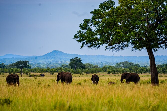 From Zanzibar: Mikumi Safari Day Trip with Flights and Meal - The morning game drive and wildlife sightings