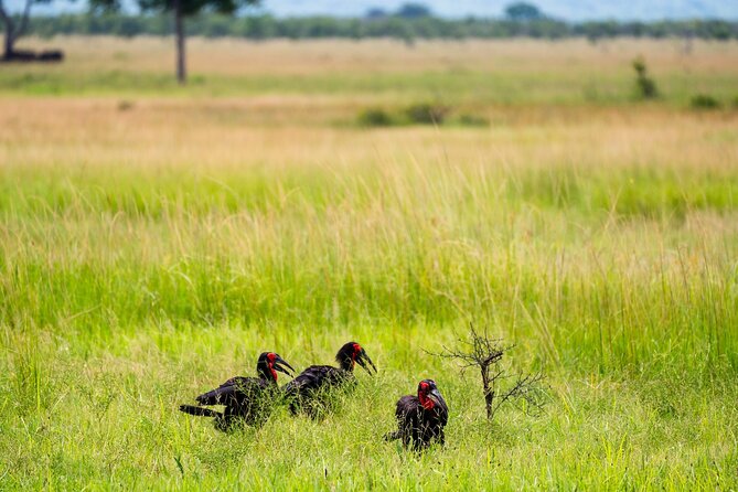 From Zanzibar: Mikumi Safari Day Trip with Flights and Meal - The bush lunch at about 1:00 pm