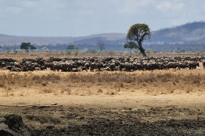 From Zanzibar: Mikumi Safari Day Trip with Flights and Meal - The afternoon drive and 3:00 pm flight home