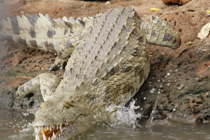 From Zanzibar: Mikumi Safari Day Trip with Flights and Meal - The 4:30 to 6:10 am hotel pickup