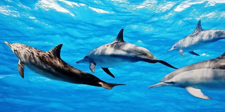 From Zanzibar: Mnemba Boat Tour with Snorkeling & Dolphine - Key Points Before You Book