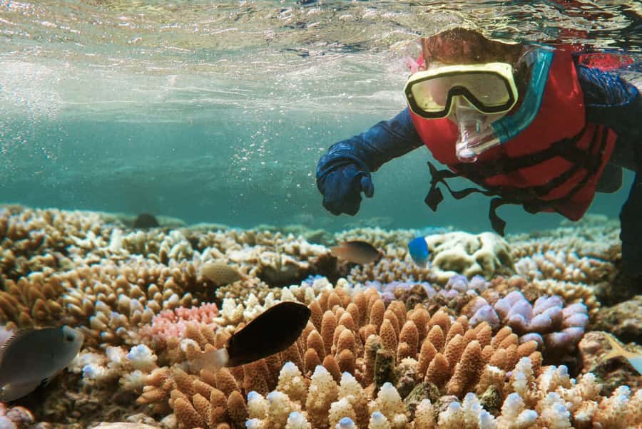 From Zanzibar: Mnemba Boat Tour with Snorkeling & Dolphine - What This Mnemba Trip Really Offers