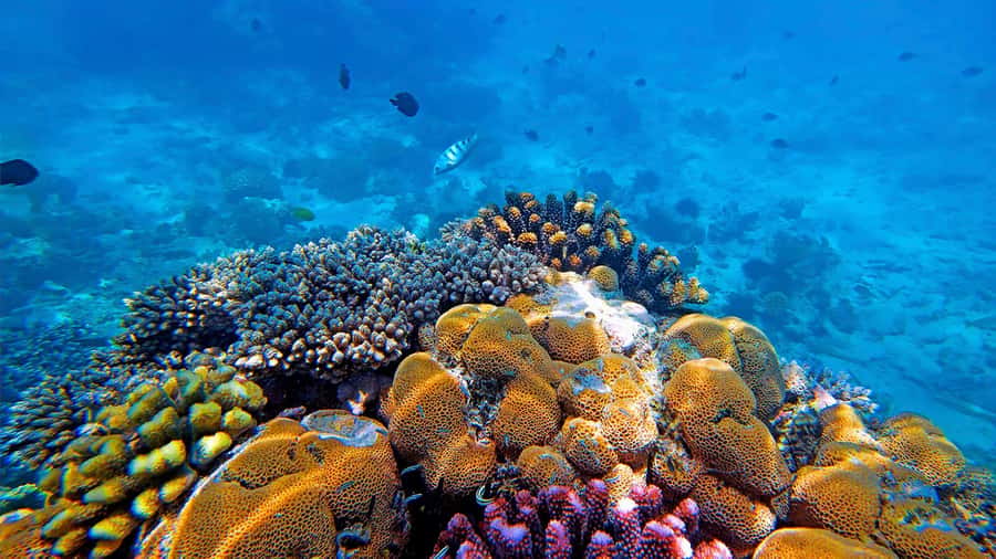 From Zanzibar: Mnemba Boat Tour with Snorkeling & Dolphine - Snorkeling Over Coral and Fish