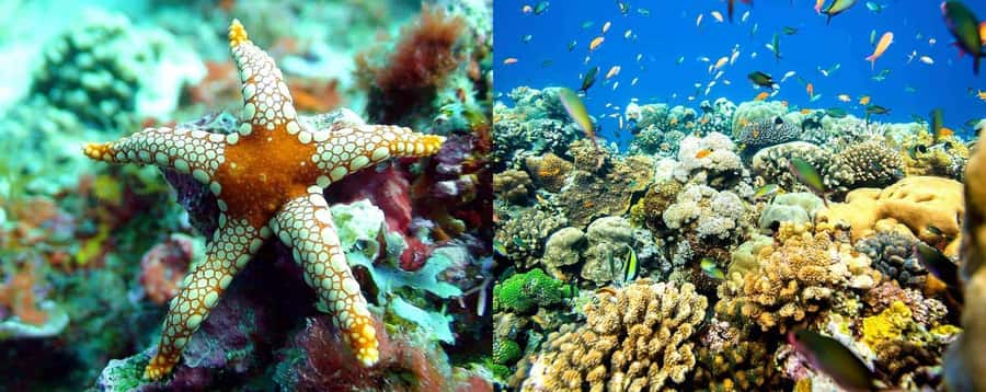 From Zanzibar: Mnemba Boat Tour with Snorkeling & Dolphine - A Shared Boat, Not a Private Escape