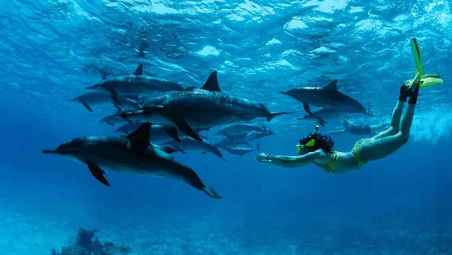 From Zanzibar: Mnemba Boat Trip Dolphins Adventure trip - The boat ride and the first look at Mnemba